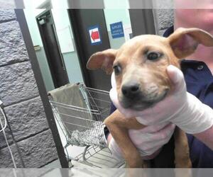 American Pit Bull Terrier-Unknown Mix Dogs for adoption in Tulsa, OK, USA