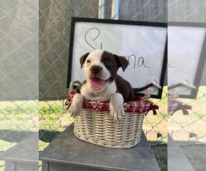 Jug Dogs for adoption in garner, NC, USA