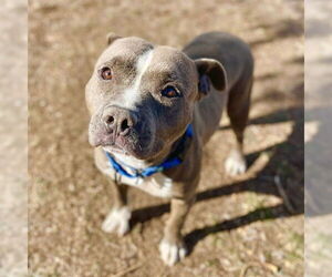Staffordshire Bull Terrier-Unknown Mix Dogs for adoption in Aurora, CO, USA