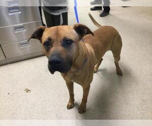 Boxer-Unknown Mix Dogs for adoption in Riverside, CA, USA
