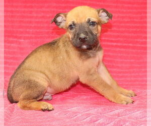 Mutt Dogs for adoption in Palatine/Kildeer/Buffalo grove, IL, USA
