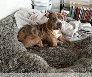 Mutt Dogs for adoption in Rockville, MD, USA