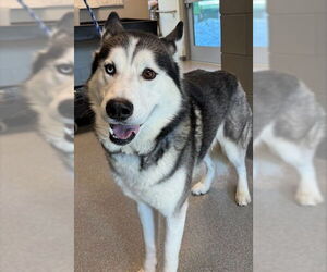 Alusky Dogs for adoption in Waterford, VA, USA