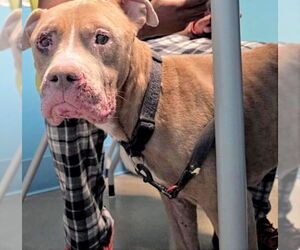 Mutt Dogs for adoption in Houston, TX, USA