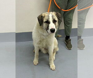 Anatolian Pyrenees Dogs for adoption in Croydon, NH, USA