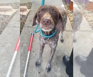 German Shorthaired Pointer Dogs for adoption in San Antonio, TX, USA