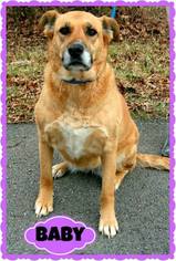 Labrador Retriever-Unknown Mix Dogs for adoption in Marion, KY, USA