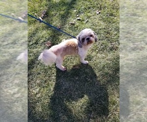 Shih Tzu Dogs for adoption in Portland, IN, USA