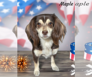 Dachshund-Spaniel Mix Dogs for adoption in Phelan, CA, USA