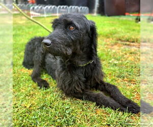 Poodle (Standard)-Unknown Mix Dogs for adoption in Long Beach, CA, USA