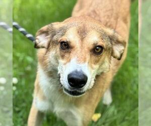 Mutt Dogs for adoption in Yardley, PA, USA