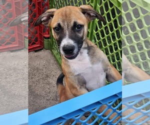 Chihuahua-Labrador Retriever Mix Dogs for adoption in Virginia Beach, VA, USA