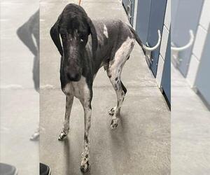 Poodle (Standard)-Unknown Mix Dogs for adoption in Tavares, FL, USA