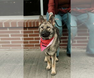 German Shepherd Dog-Unknown Mix Dogs for adoption in Westwood, NJ, USA
