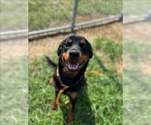 Rottweiler Dogs for adoption in Louisville, KY, USA