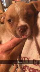 Bullboxer Pit Dogs for adoption in Foristell, MO, USA
