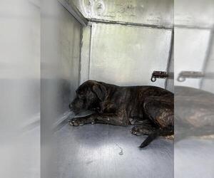 American Pit Bull Terrier-Unknown Mix Dogs for adoption in Waco, TX, USA