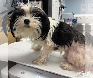 Shih Tzu-Unknown Mix Dogs for adoption in Washington, DC, USA