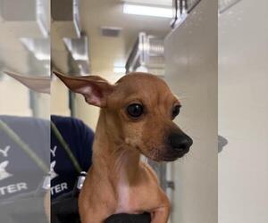 Chihuahua Dogs for adoption in Fremont, CA, USA