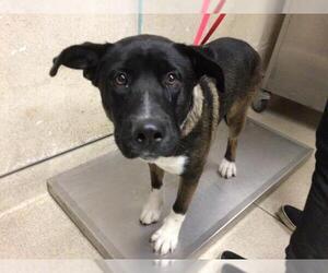 Akita-Unknown Mix Dogs for adoption in Riverside, CA, USA