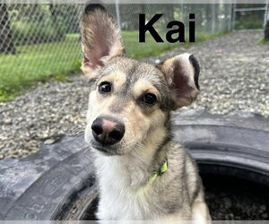 Siberian Husky-Unknown Mix Dogs for adoption in Anchorage, AK, USA