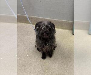 Maltese-Unknown Mix Dogs for adoption in Las Vegas, NV, USA