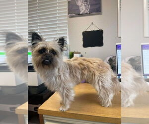 Shiffon Dogs for adoption in Bolivar, MO, USA