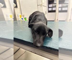 Labrador Retriever-Unknown Mix Dogs for adoption in Mobile, AL, USA