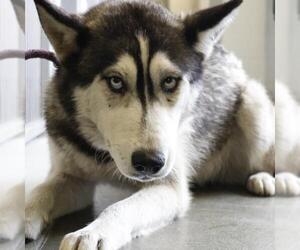 Huskies -Unknown Mix Dogs for adoption in San Antonio, TX, USA