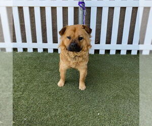 Chow Chow-Unknown Mix Dogs for adoption in Modesto, CA, USA