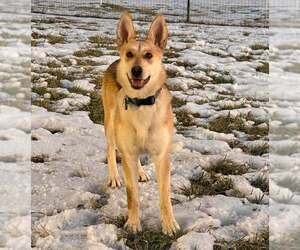 German Shepherd Dog Dogs for adoption in Frenchburg, KY, USA