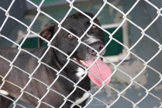 Medium Photo #1 Labrador Retriever Puppy For Sale in Waycross, GA, USA
