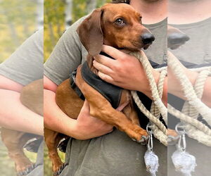 Dachshund Dogs for adoption in Los Angeles, CA, USA