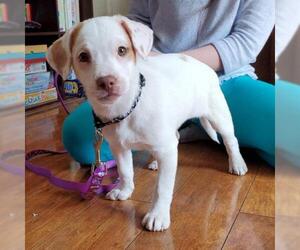 Raggle Dogs for adoption in Livonia, MI, USA