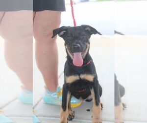 Mutt Dogs for adoption in Holly Springs, NC, USA