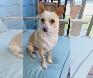 Jack Chi Dogs for adoption in Arlington, WA, USA