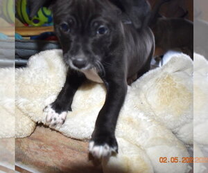 Chihuahua-Unknown Mix Dogs for adoption in Grafton, WI, USA