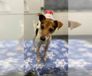 Parson Russell Terrier Dogs for adoption in Peoria, IL, USA