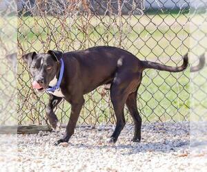 Labrador Retriever-Unknown Mix Dogs for adoption in Waco, TX, USA
