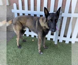 Mutt Dogs for adoption in Modesto, CA, USA