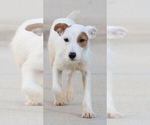 Jack Russell Terrier Dogs for adoption in Minneapolis, MN, USA