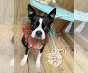 Boston Terrier Dogs for adoption in Benton, LA, USA