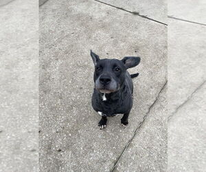 Labrador Retriever-Unknown Mix Dogs for adoption in Aurora, IL, USA