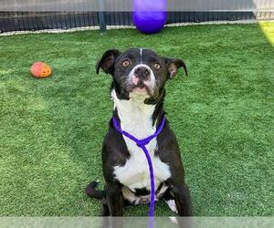 Border Collie-Unknown Mix Dogs for adoption in Orange, CA, USA