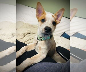 Mutt Dogs for adoption in Garden City, NY, USA