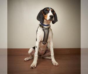 Treeing Walker Coonhound Dogs for adoption in Eden Prairie, MN, USA