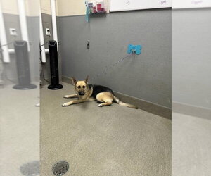 German Shepherd Dog-Unknown Mix Dogs for adoption in Las Vegas, NV, USA