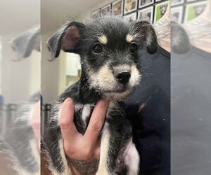 Miniature Schnauzer-Unknown Mix Dogs for adoption in Grafton, WI, USA