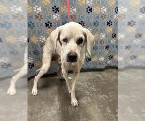 Labrador Retriever Dogs for adoption in Rosenberg, TX, USA