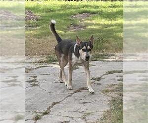 Medium Photo #1 Gerberian Shepsky Puppy For Sale in Rosenberg, TX, USA